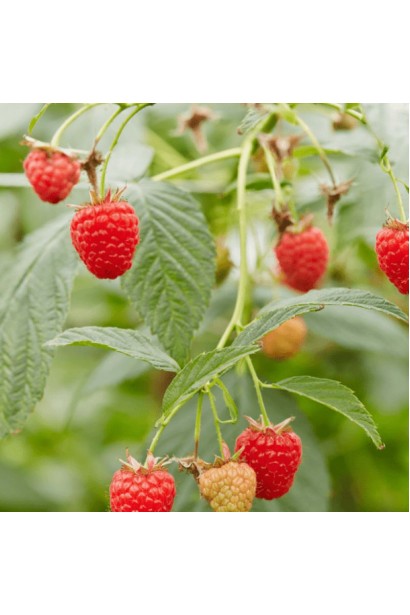 Малина ремонтантна Геракл